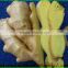 2016 Fresh Holland Potato Yellow Skin And Flesh Packing in Mersh Bags