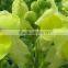 Fresh cut new arrival pure snapdragon flower