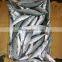 Frozen food ( Frozen Mackerel whole round)