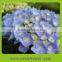 Indoor decoration wholesale silk hydrangea flowers from Yunan