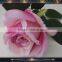 Valentines Day Flowers Roses Stem Making Flower