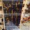Michaelangelos Marble Slabs / Tiles / Blocks - European Standard Michealangelos tiles
