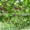 Passion fruit tree seedling