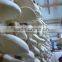 Organic Fresh Bailing(lark) Mushroom