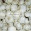 Pure White /Snow White /All White Garlic in Hot Sale