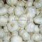 Offer Fresh Organic Garlic without Pesticide