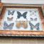 butterfly in wooden frame for collection and gifts