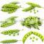 high efficiency Soybean sheller green soybean sheller