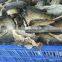High Quality Fish Skin from Vietnam