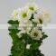 Color most popular fresh white flower chrysanthemum