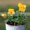 Wholesale Customized Garden Decorating Plastic Plant pots for Nursery