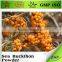 bnp professional supplier Sea Buckthorn Extract price