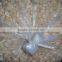 New crop Garlic In Brine