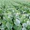 Hybrid F1 high yield broccoli seeds cauliflower seeds