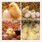 Industrial 3168 egg incubator for chick