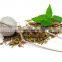 Mesh Tea Ball Infuser, 18/8 Stainless Steel