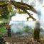 Fumigation fogger for terminate pest control (five years engine guarantee)