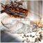 Creative home indoor decoration conch shaped micro landscape clear hand blown glass vase