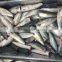 Frozen HGT Pacific mackerel