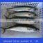 frozen seafood pacific mackerel