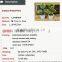 New design potted plant for house design new product on China market