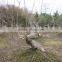 lagerstroemia indica stump bonsai trees