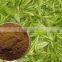 GREEN TEA LEAF EXTRACT
