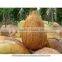 Brown Coconut