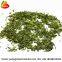 Food Grade Dried Coriander Leaves Supplier