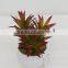 Best selling high simulation mini artificial plants and succulent with best price