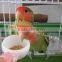 Natural environmental protection pet bird gravel paper