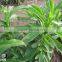 100% pure sweetener 97% rebaudioside A stevia leaf extract stevia extract RA97%