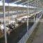 chicken farm steel structure for Africa