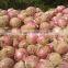 2016 new crop A grade fresh onion red onion
