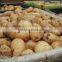 Fresh Potato Factory Sell Holland Potato With Low Price