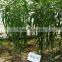 High Yield Peel Long Sharp Pepper Seeds Chinese Vegetable Seeds for Growing-Xian La 28