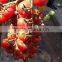 2014 Indeterminate Growth High Yield TY Resistance Pink Cherry Tomato Seeds For Growing-King Pearl
