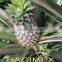 Best Vietnamese canned pineapple in syrup by HAGIMEX - Visit our website www.hagimex.com