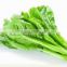Top quality Asparagus Lettuce seeds Leaf lettuce
