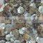 Flower shape natural japanese agoya shell buttons