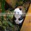 Chinese mascot clay resin panda toy statue wholesale