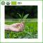 High quality wholesale green tea loose tea