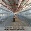 chicken cage automatic system for sale in Ghana, good quality material chicken cages