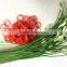 100% Natural Red Elastic Rubber Band High Quality for Vegetable
