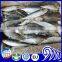 Price frozen sardine fish for canning 20-30pcs/kg