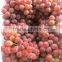 Competitive Price Tasty Fresh Grape Supplier