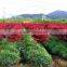 Acer rubrum /Chinese Maple /Acerpalmatum/Japanese Maple tree seeds for planting