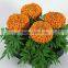 High Quality Marigold Lutein Supplement -GMP Factory