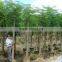 outdoor ornamental landscape blooming plants of Delonix regia (Boj.) Raf