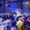 eSUN polycaprolactone (polymorph)for coral reef frag glue application in aquarium